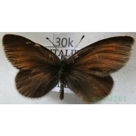 Erebia epiphron (Knoch, 1783) male Górówka epifron Italy30k